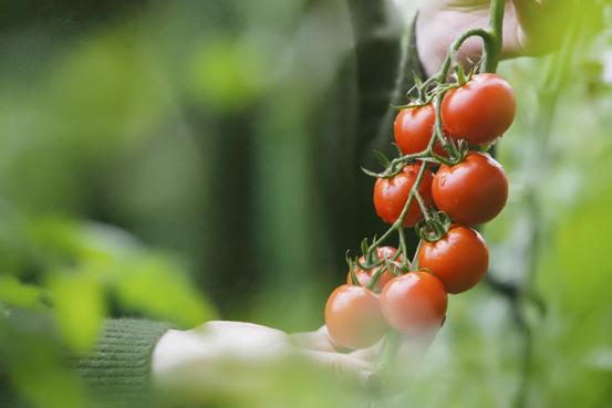 三寰牧场推出春日「野生」计划清明节踏青觅春拾趣自然