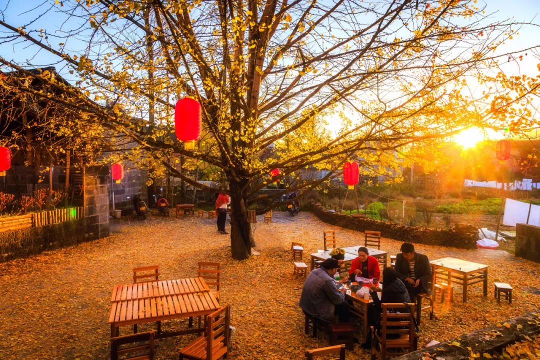 腾冲银杏秋色,腾冲银杏村四季景色