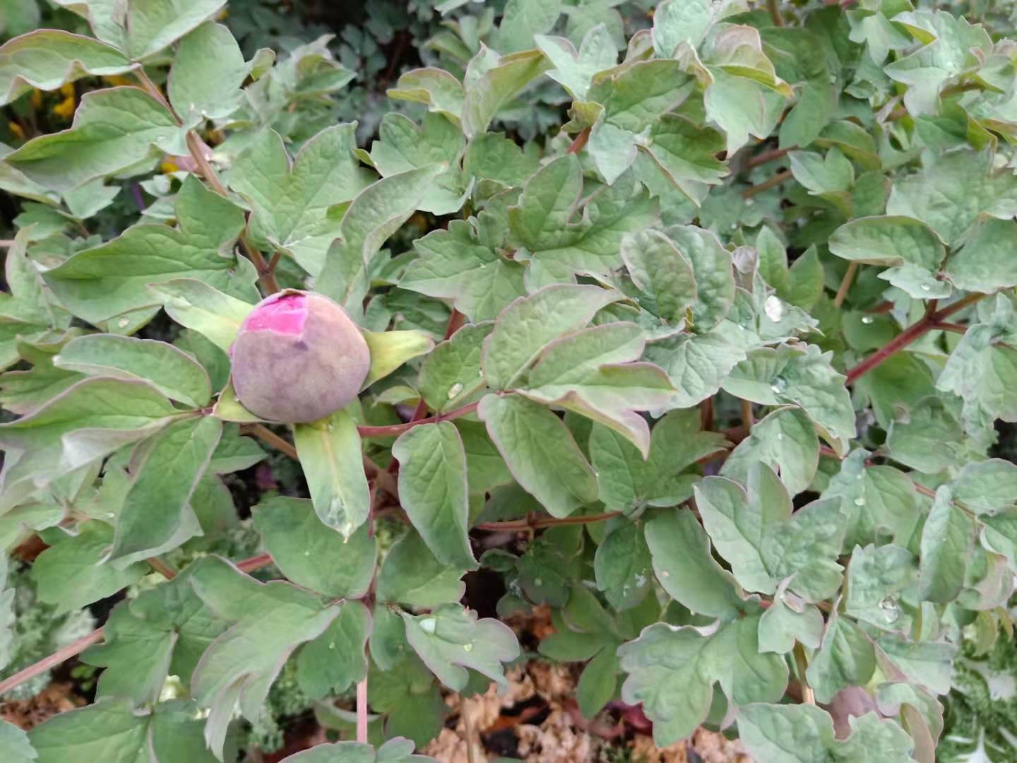 牡丹吊兰的养殖方法和注意事项,扶桑牡丹的养殖方法和注意事项