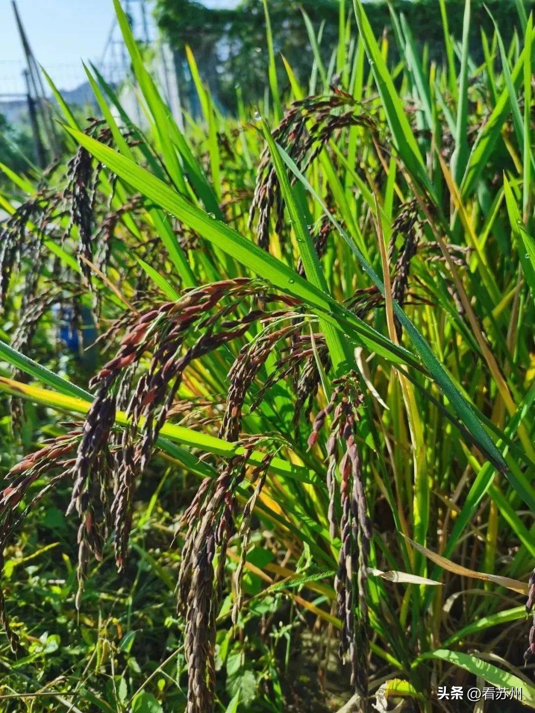 苏州最具有地方特色的美食,苏州有哪些著名的美食