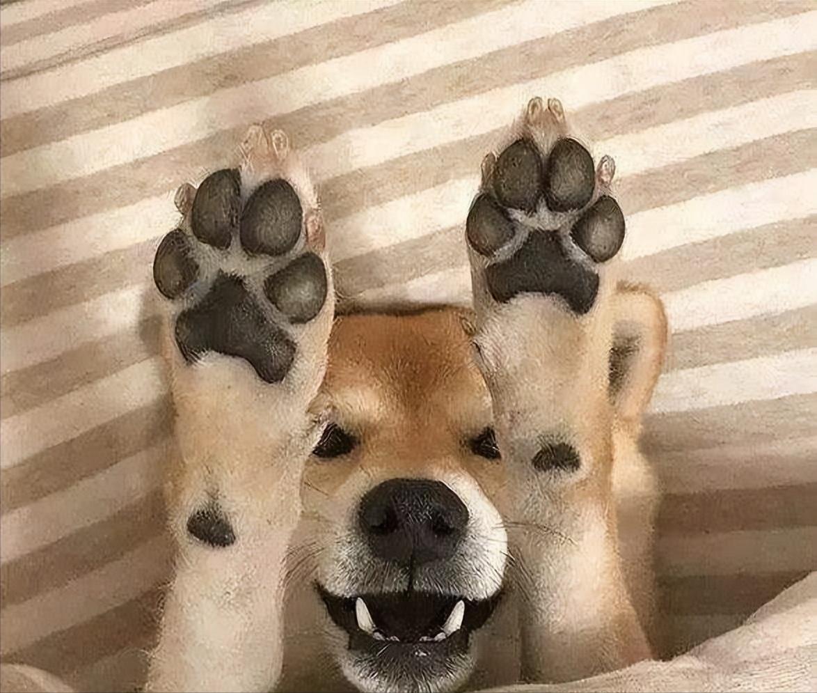 如何挑小狗不会挑到病狗,狗市挑狗的注意事项