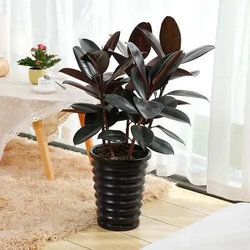 什么绿植除甲醛净化空气比较好,什么样的花草最吸甲醛能净化空气