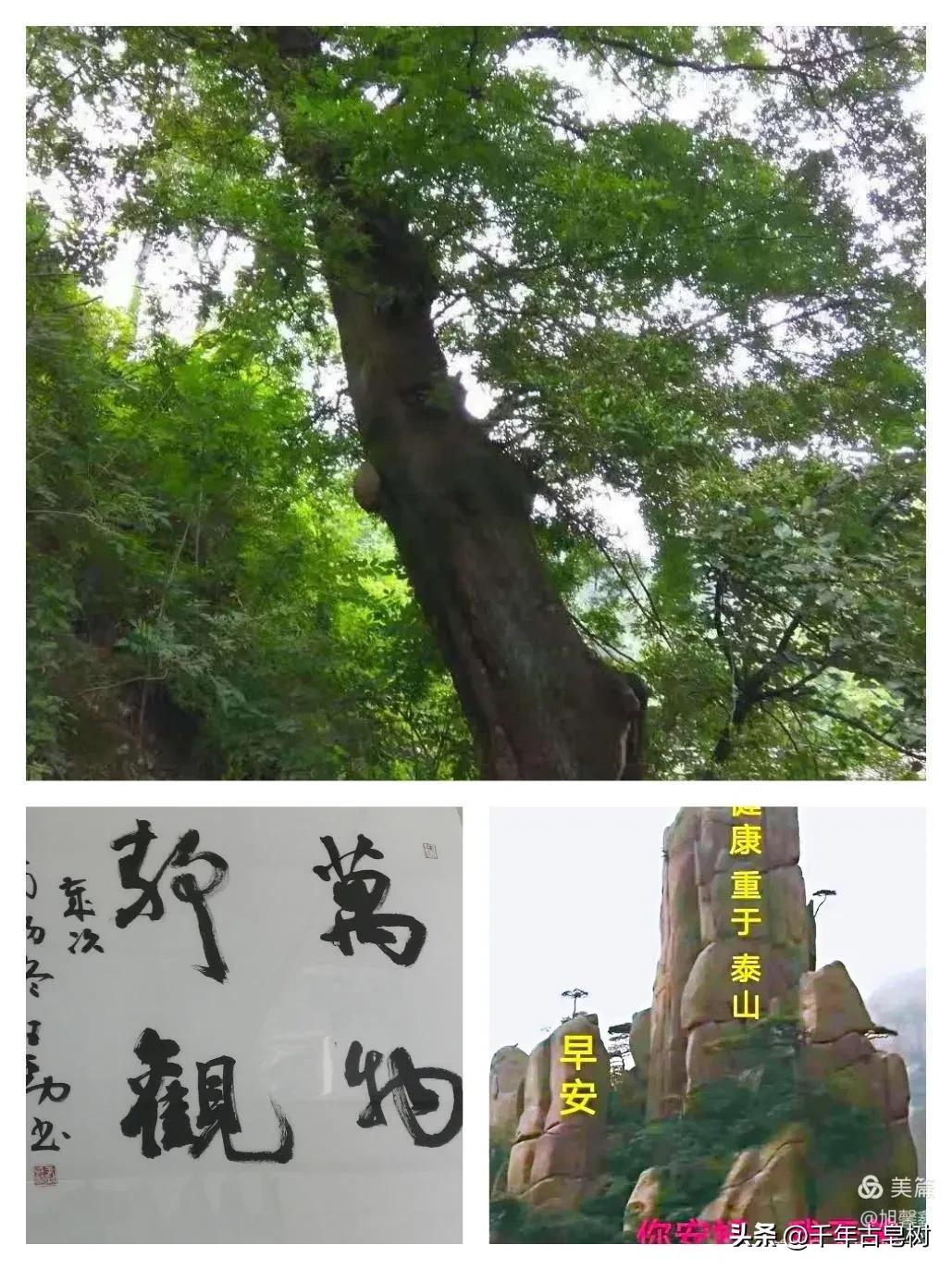 桃花在春雨中含笑翠竹在微风中舞蹈（腰市：李增强）