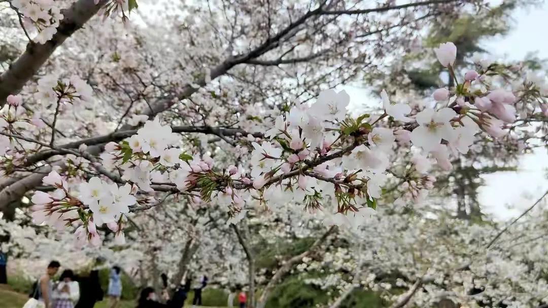 春意花语,友情和爱情花语