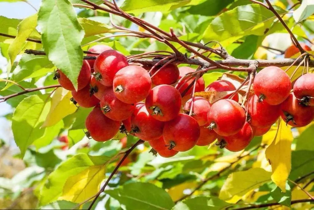 农村常见野生植物你都认识吗,农村常见植物野果