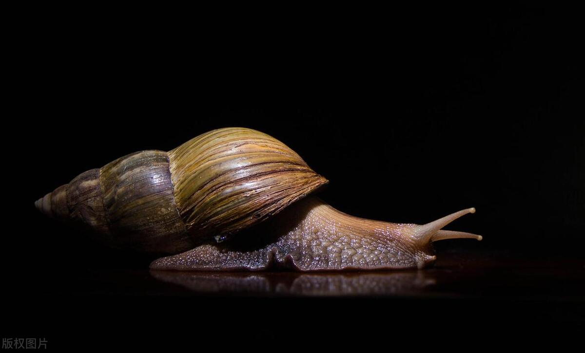 非洲大蜗牛为什么不能用手摸?它有“毒王”之称,身藏上百寄生虫