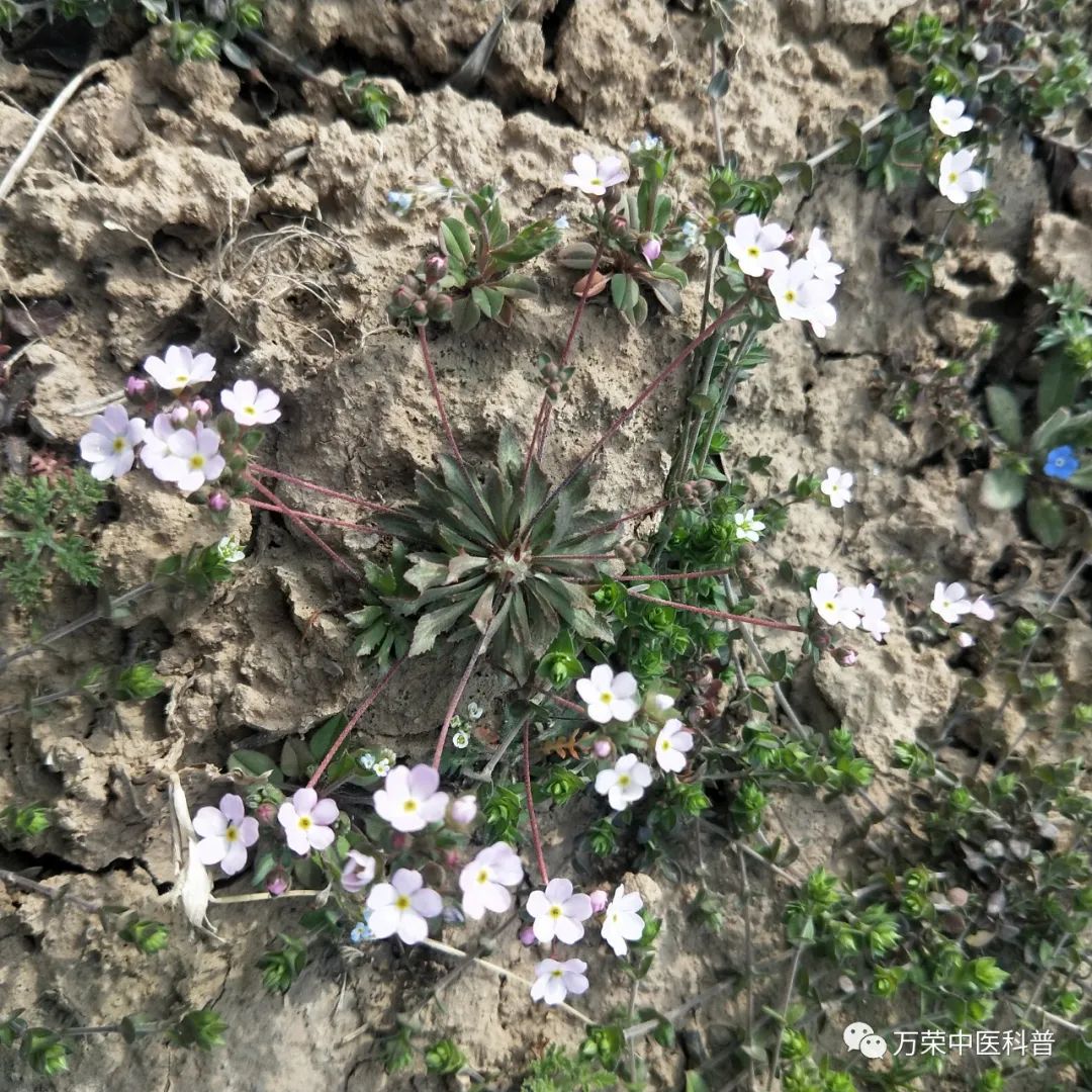 植物幼苗的发展过程详细,植物的幼苗在生长过程中