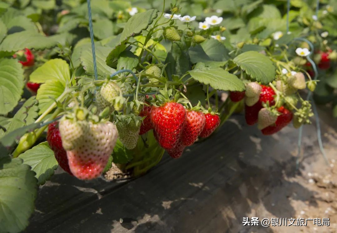 宁夏冰雪特色旅游攻略,银川冬游