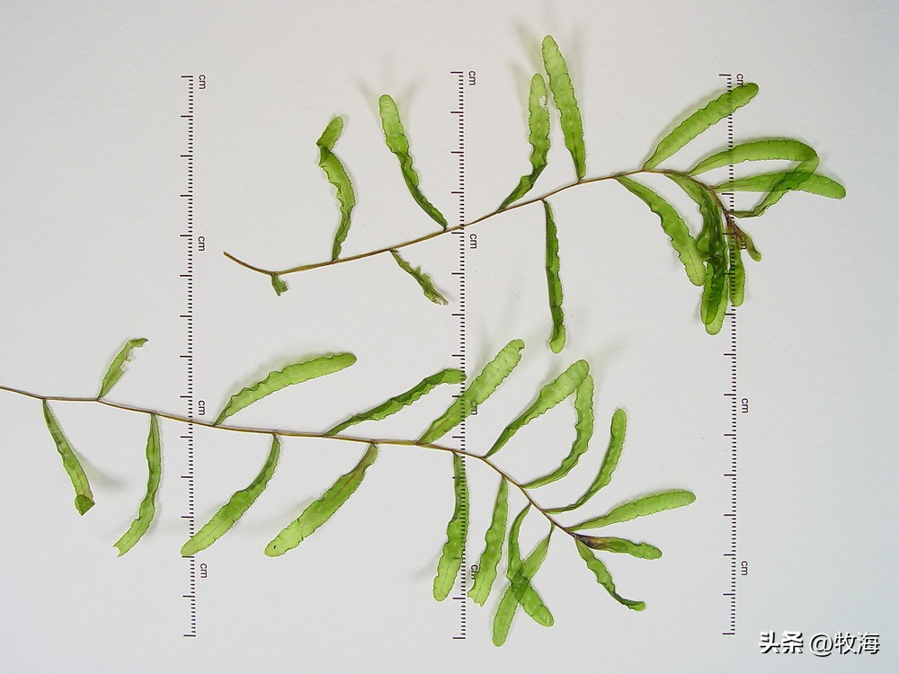 骆马湖菹草爆发原因,骆马湖采砂纪录片