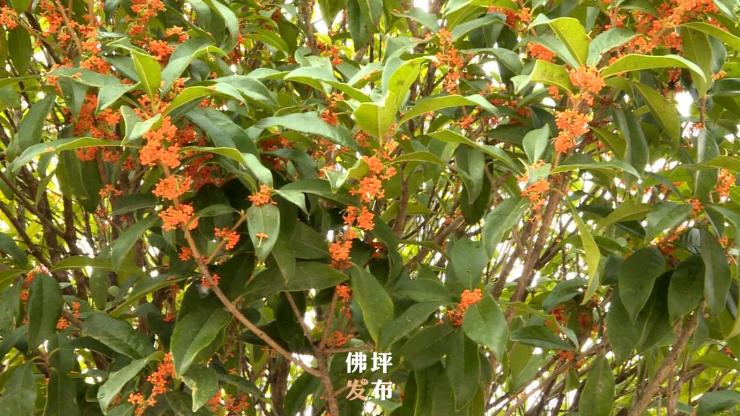 绉嬫剰娴撴鑺遍姝ｆ槸绉嬪ぉ鐨勫ソ鍘诲,绉嬫剰娴撲竴璺笂閮芥槸娴撻儊鐨勬鑺遍