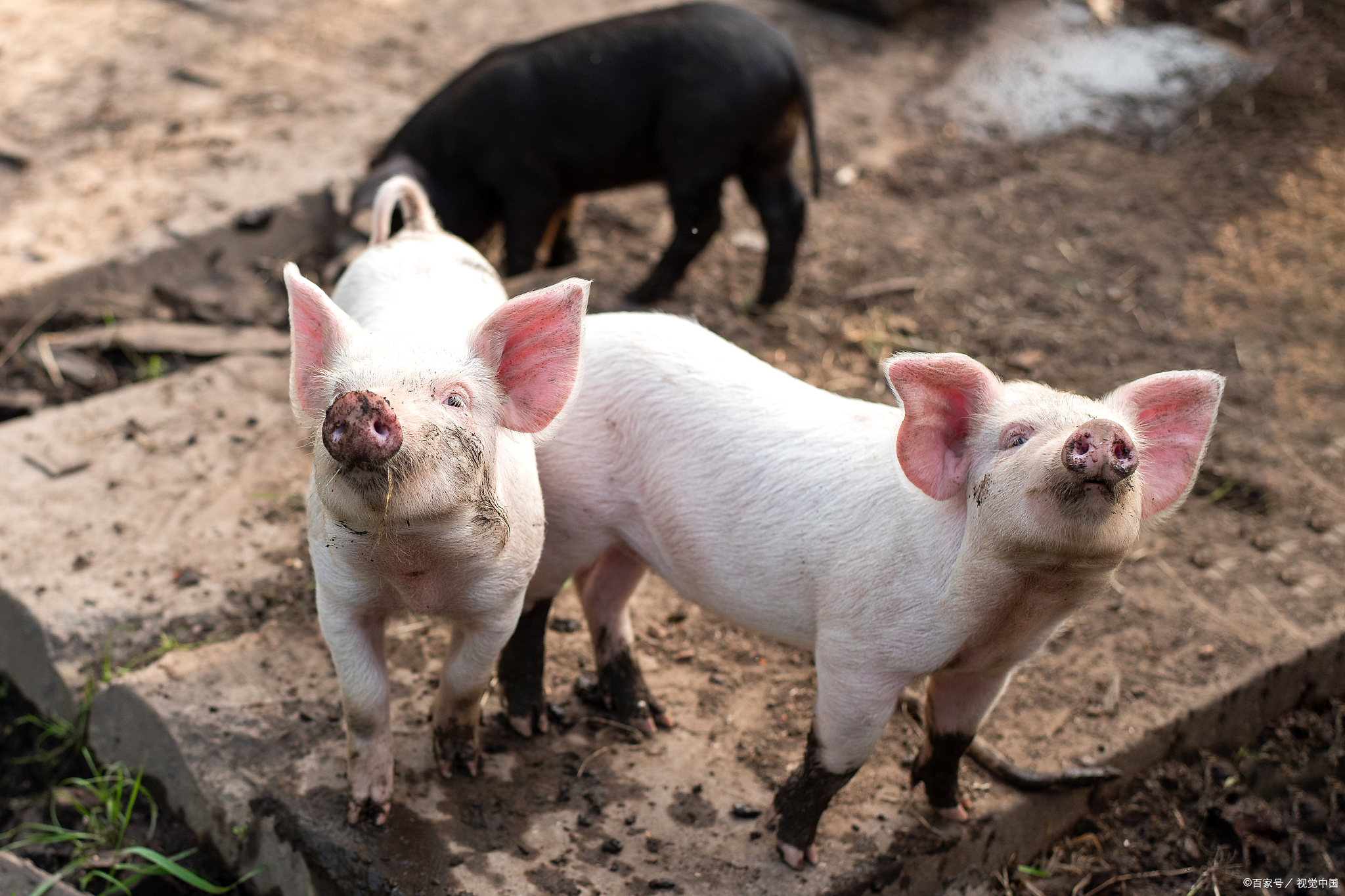 猪拉血的原因及治疗方法,猪拉血屎是什么病如何治疗