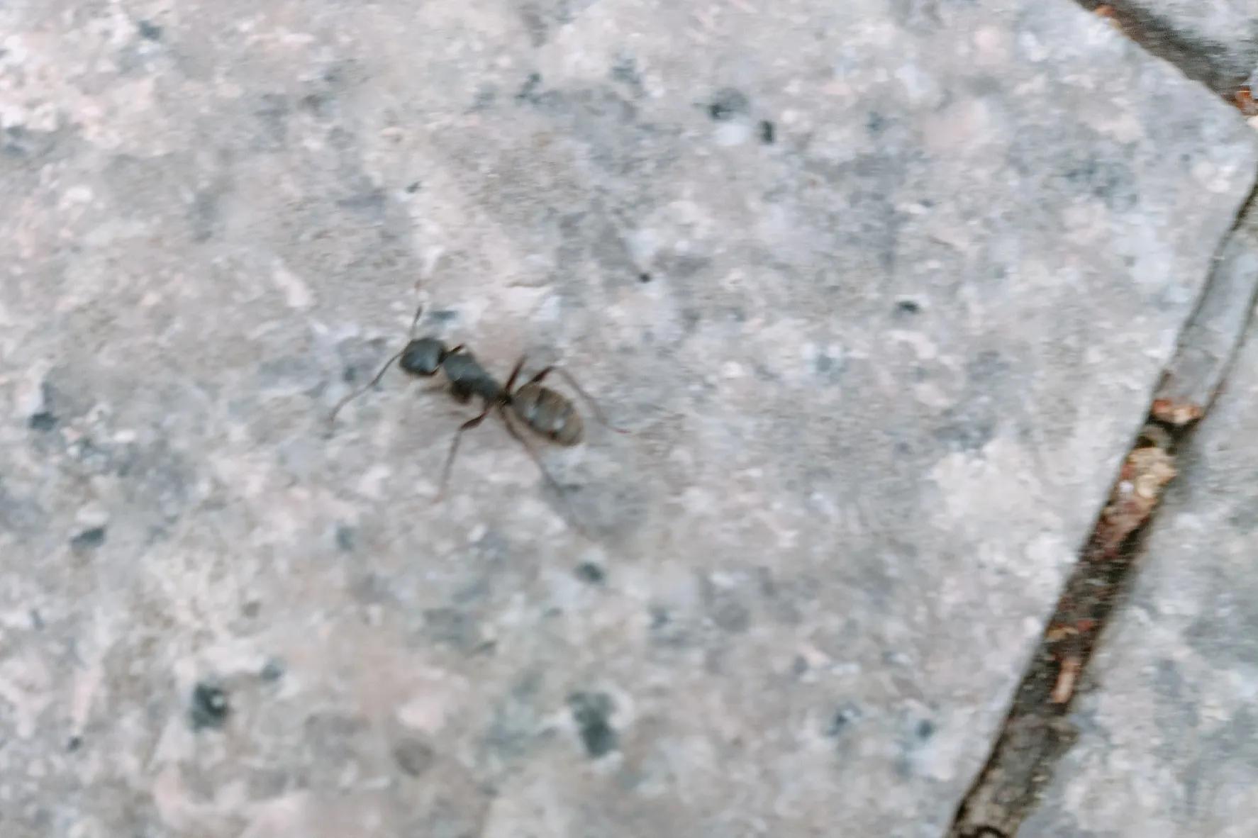 带孩子去自然博物馆看昆虫,带小朋友到大自然看昆虫