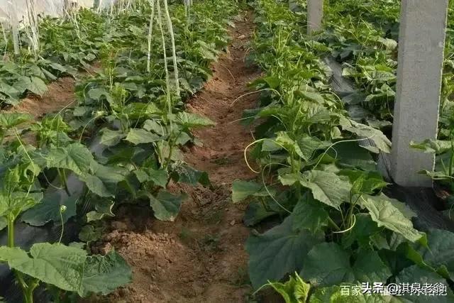 黄瓜早上浇水好还是晚上浇水好,黄瓜用滴灌浇水一次需要多少水