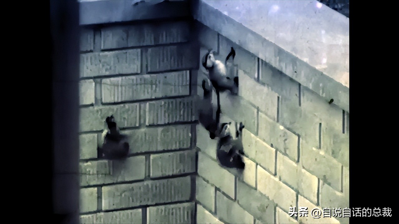 鸭：一鸭战四虎？弹射胜航母？鸭子的真相，也许超乎你的想象