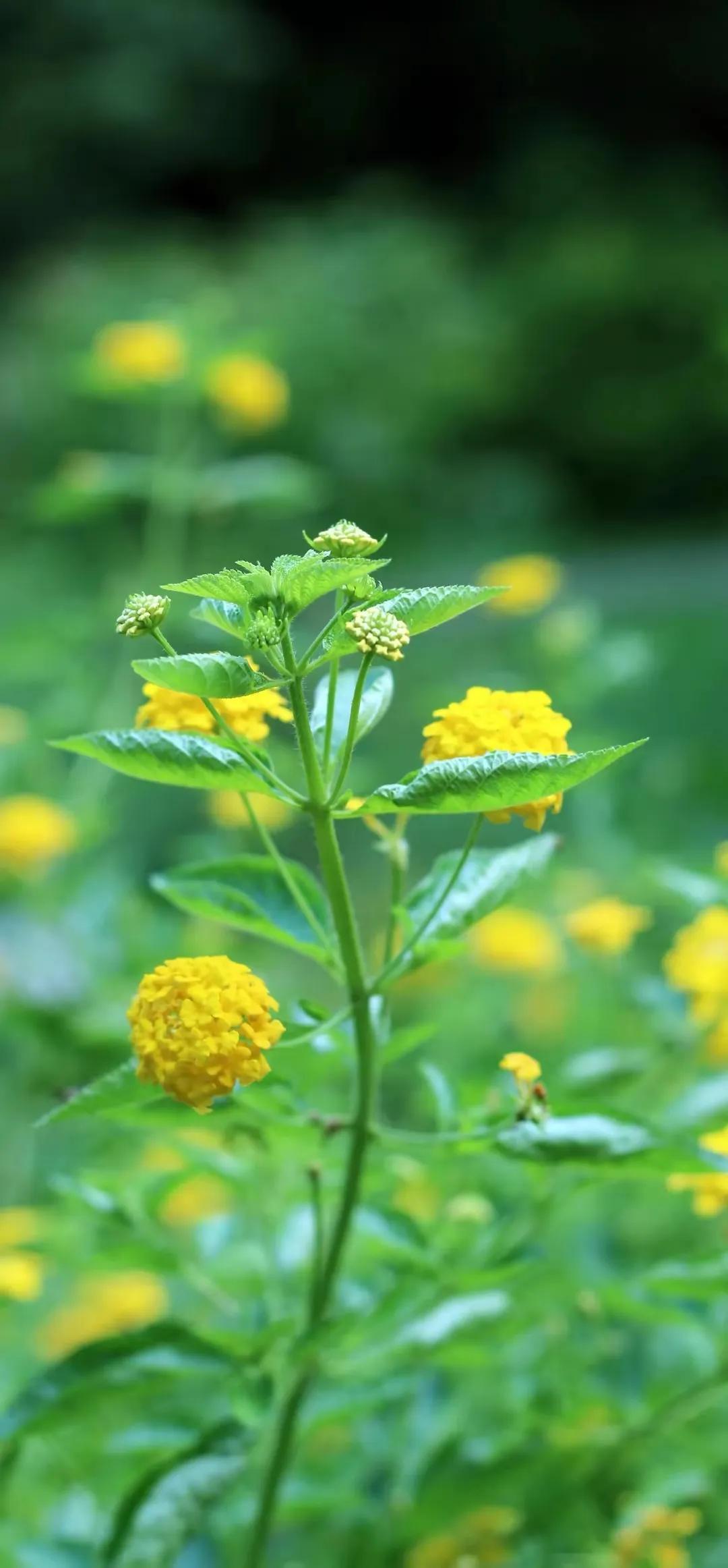顶级绝美花朵壁纸娇艳欲滴的玫瑰,华为手机壁纸高清全面屏唯美花朵