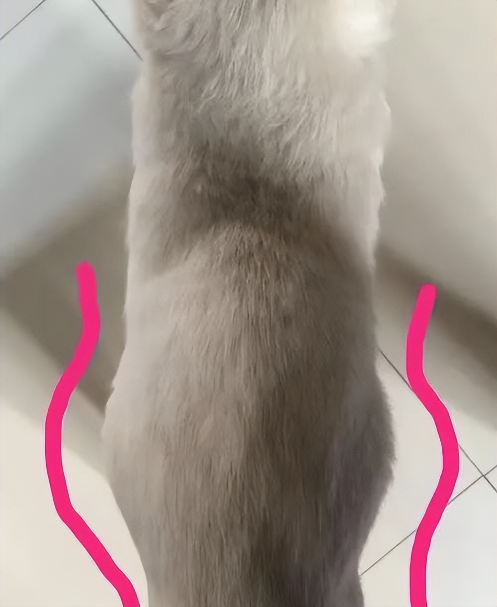 你知道猫传腹症吗？猫传腹症到底应该怎么治疗呢？