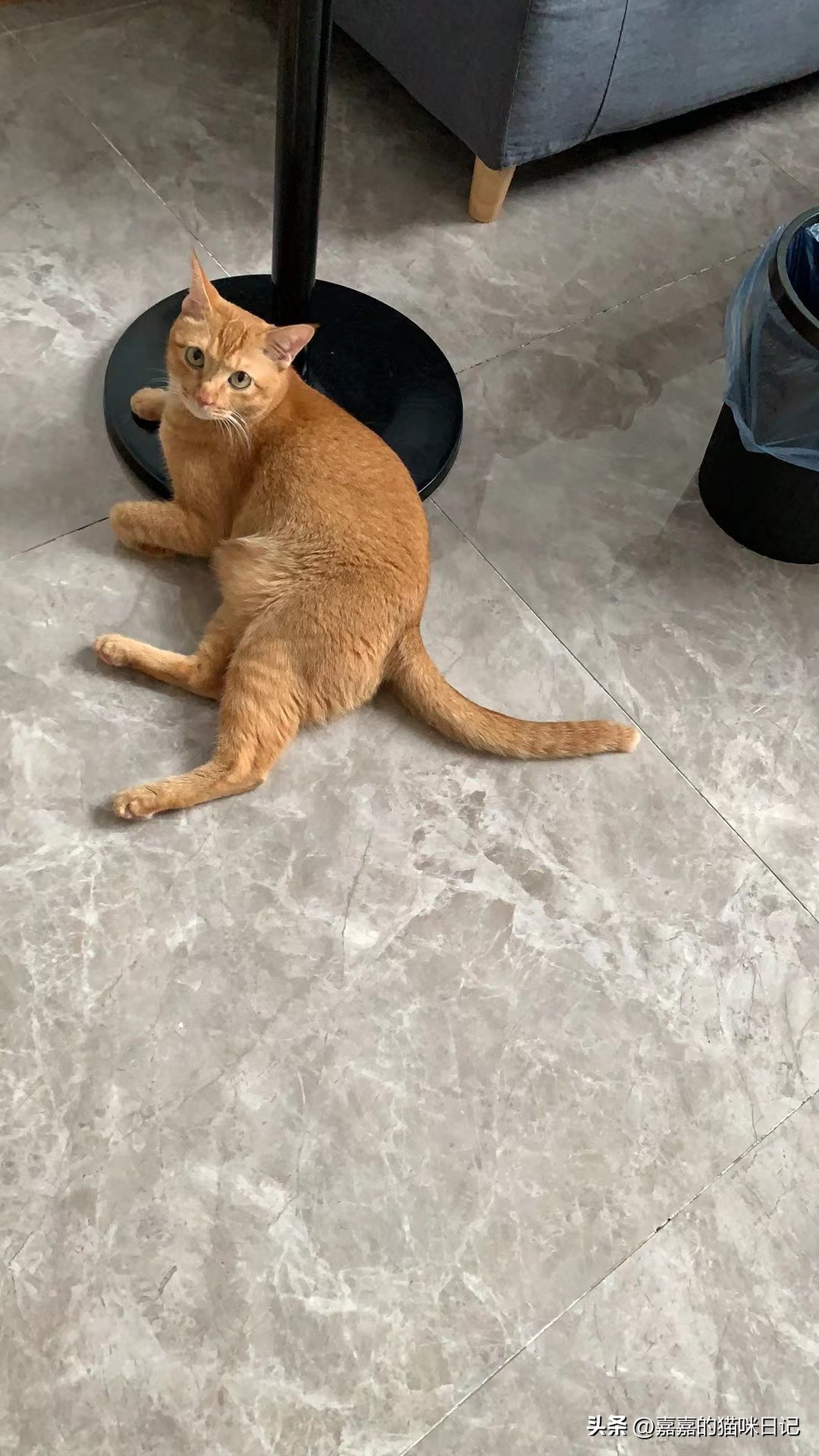 猫咪如果有应激反应需要如何应对，亲身经历