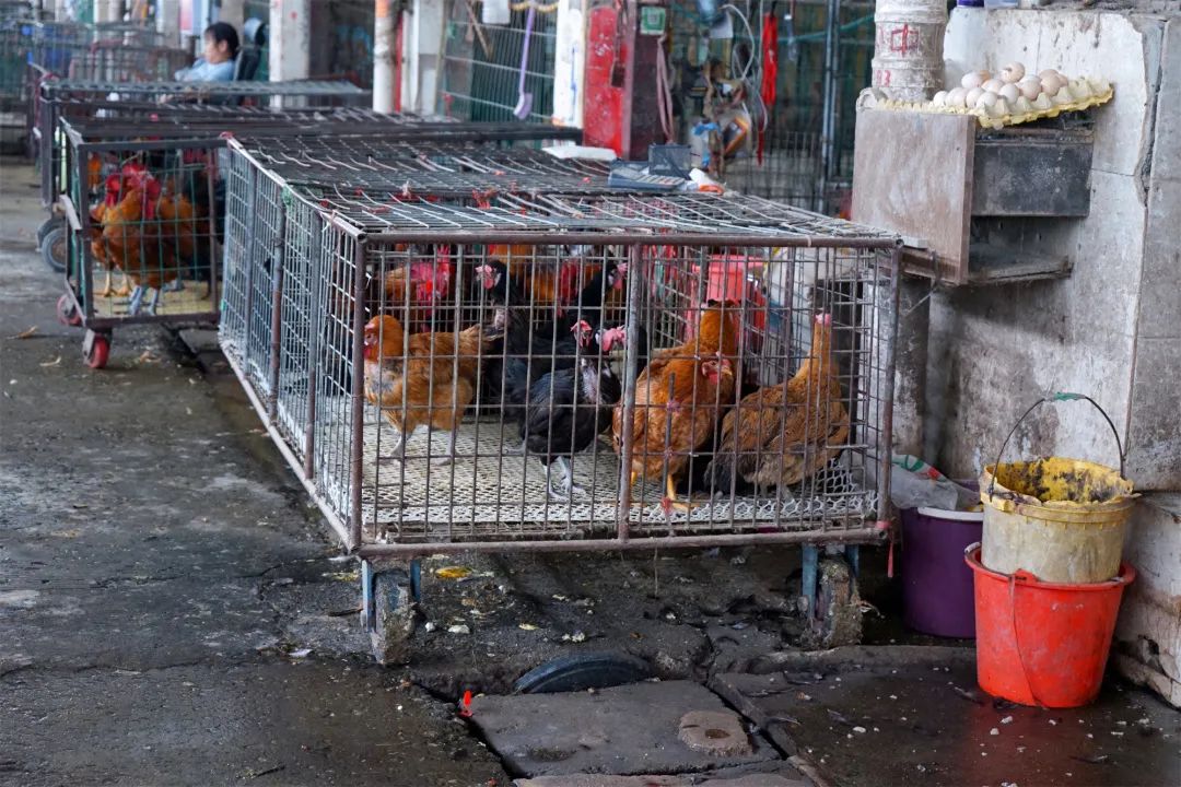 三联鸡鸭市场在哪里,三联市场家禽