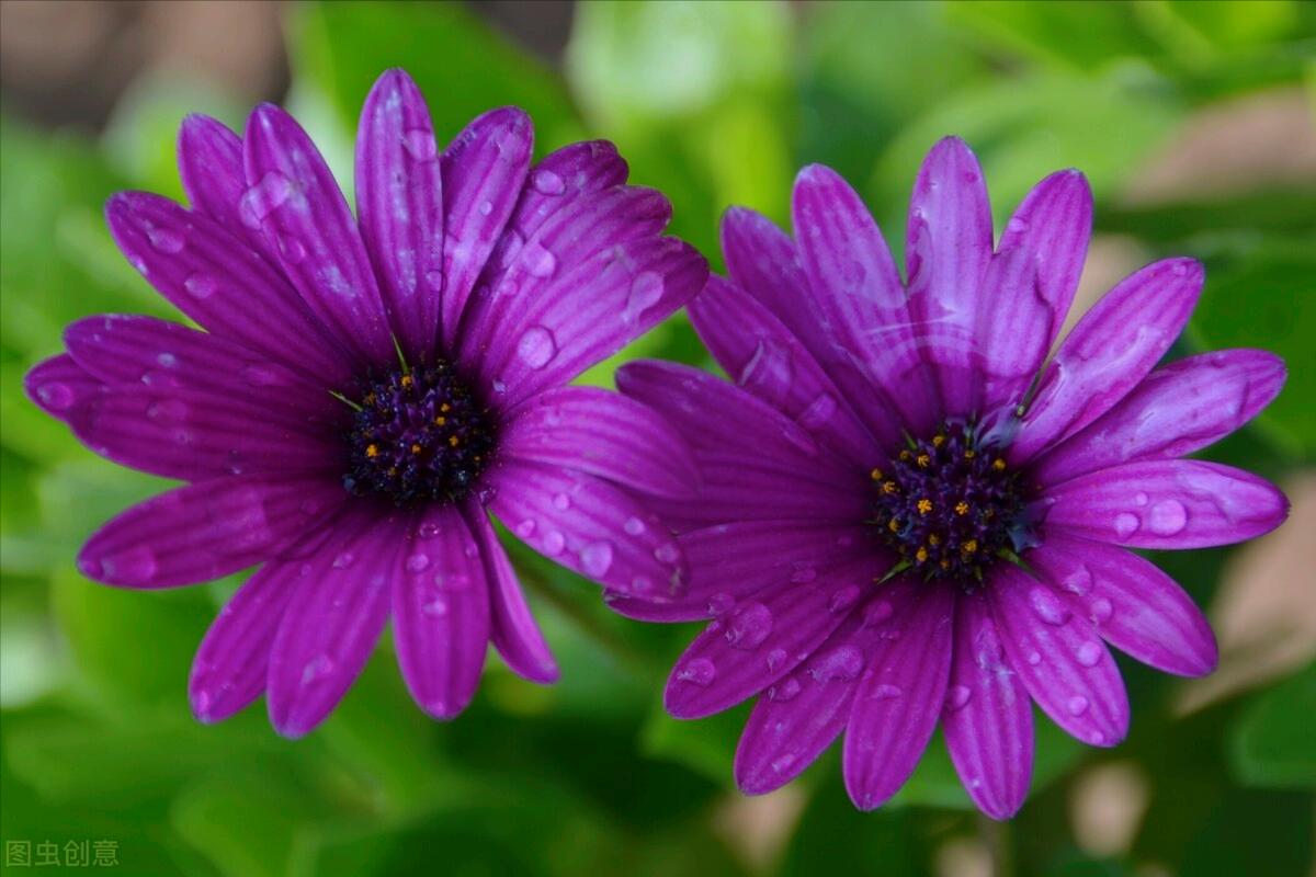 一花一叶最深情，万千*光春**花满园，花开惊艳时光，花香温柔岁月