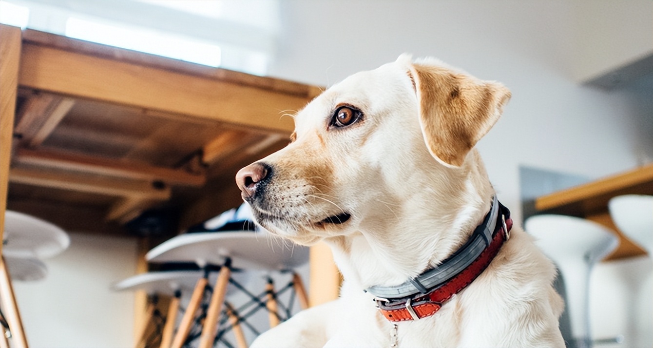 狗狗厌食挑食怎么办,狗狗厌食怎么办吃了东西就吐
