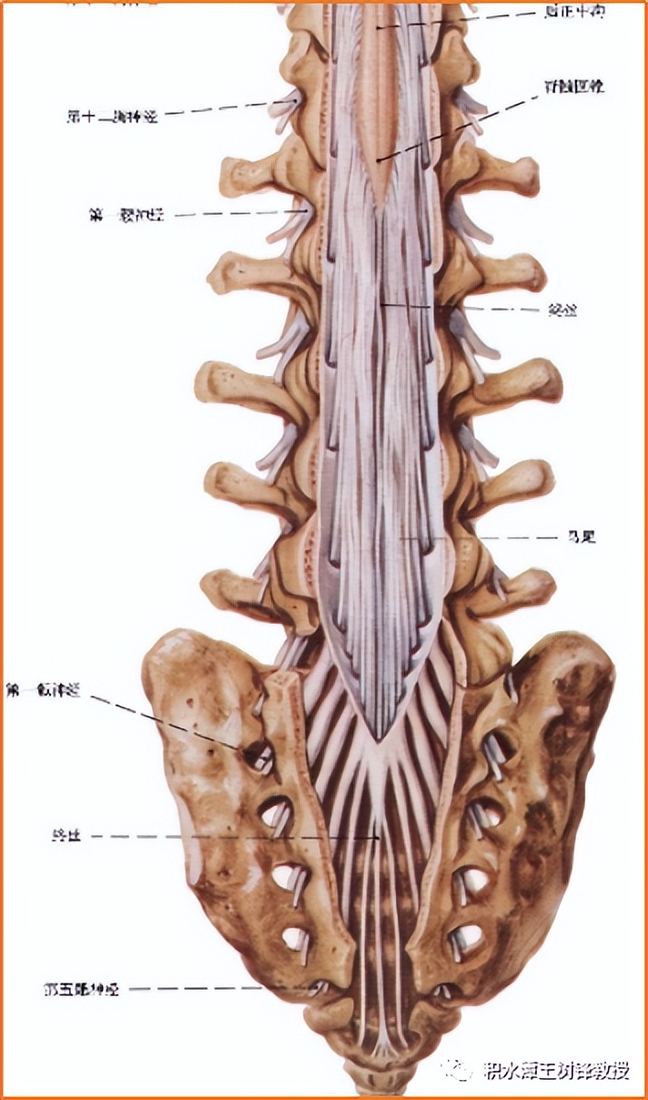 腰骶丛神经损伤,腰骶丛神经损伤最佳治疗方法