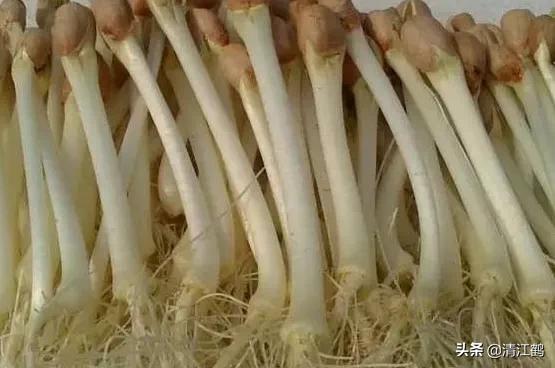 工厂化花生芽苗菜的种植方法,无根花生芽苗菜生产方法