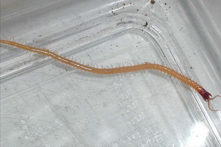 房间为什么有很多小蜈蚣,房间里出现小蜈蚣怎么办