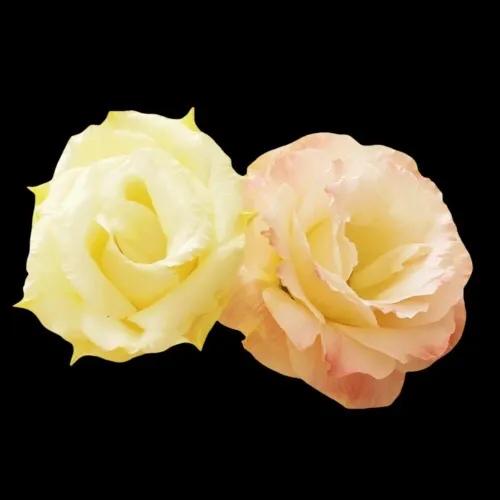 原创花卉作品·桔梗花·花中处士，不慕繁华。已然成为园林新宠。