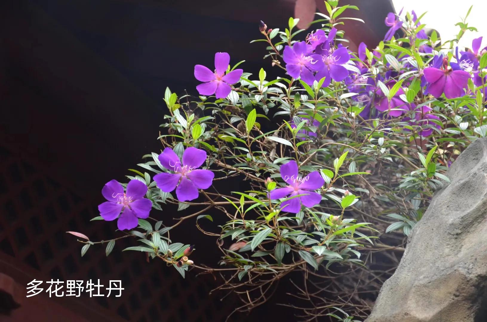 100种花草图片欣赏,50种花草图片大全