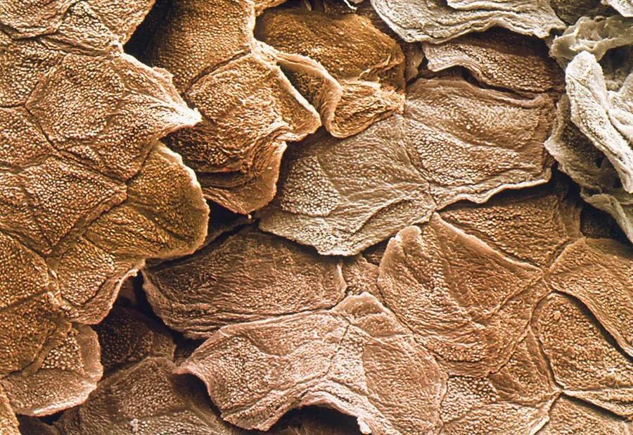 显微镜观察人体的四种组织图片,人体显微镜下的样子