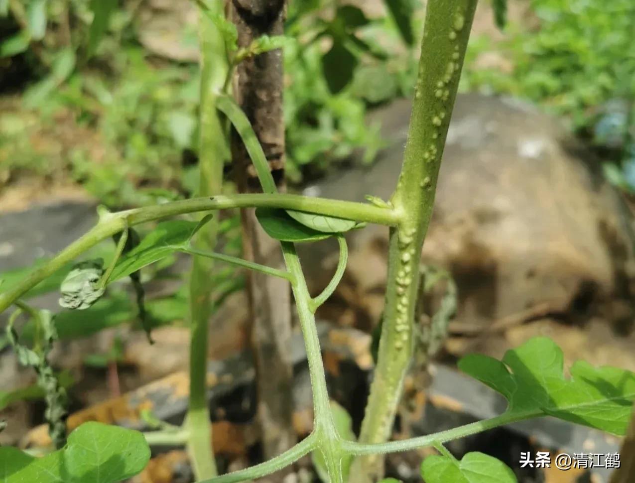 番茄晚疫病物理最佳治疗方法,番茄病虫草害防治