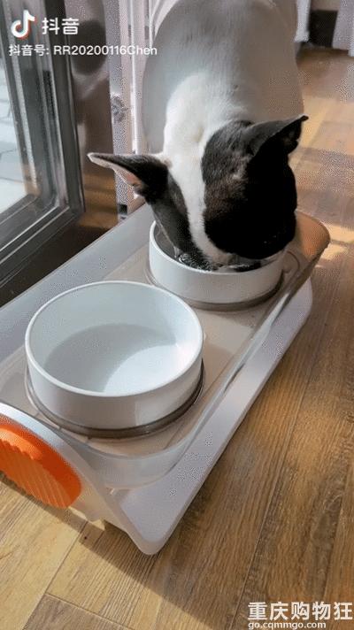 宠物博主有多赚钱,宠物博主怎么盈利