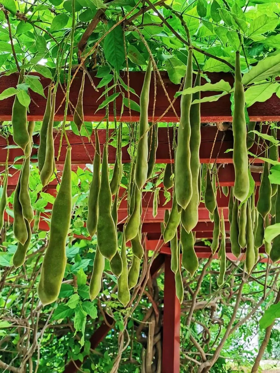 常见有毒水果千万别吃,哪些水果有毒不适合小孩吃