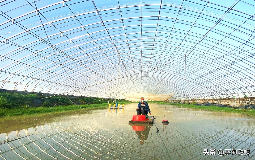 金秋虾肥美蔡甸本地产白对虾“跳”上市民餐桌