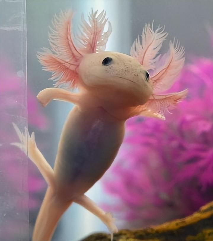 六角恐龙在墨西哥的原生态环境,娃娃鱼墨西哥钝口螈六角恐龙