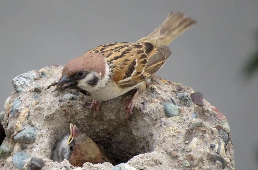 为什么抓到的麻雀，怎么养都养不活?原因终于找到了