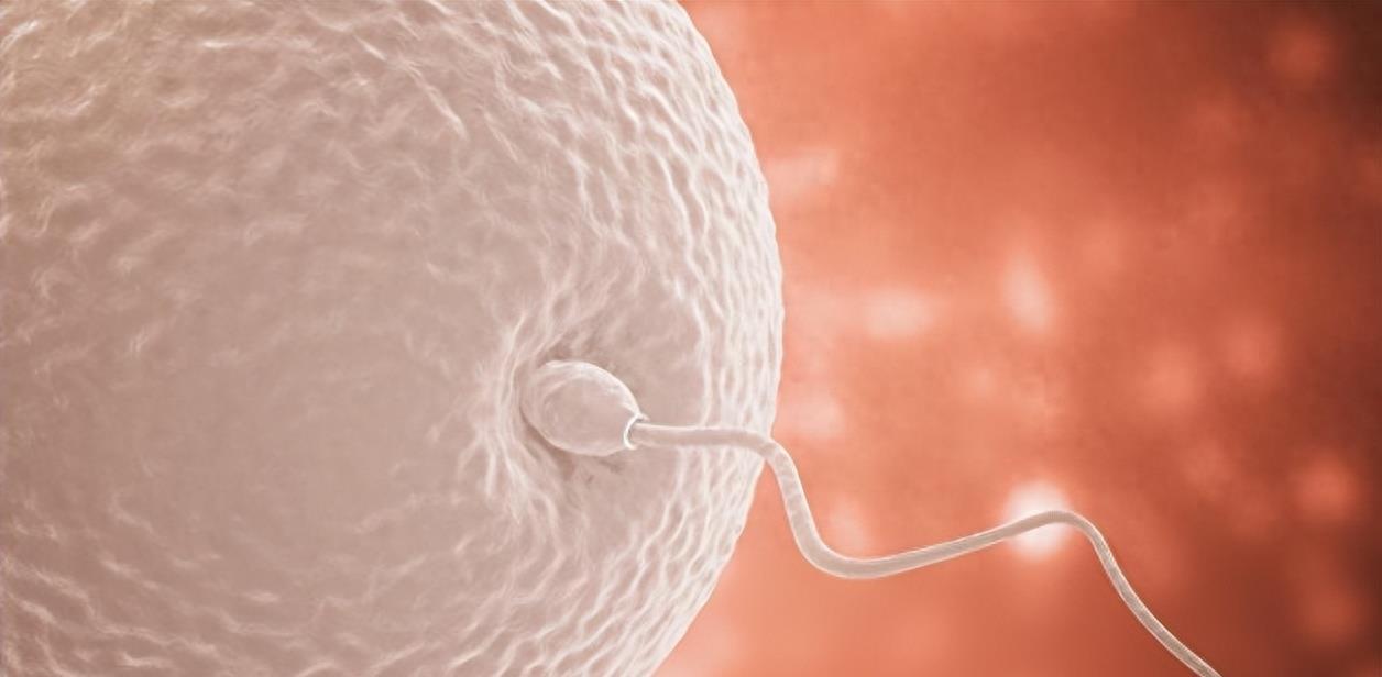 失落的小勇士们,踏上了怀孕之路