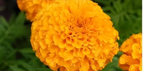 辛巴开国货计划新时代，即墨龙山：非遗公益课堂成暑期学习