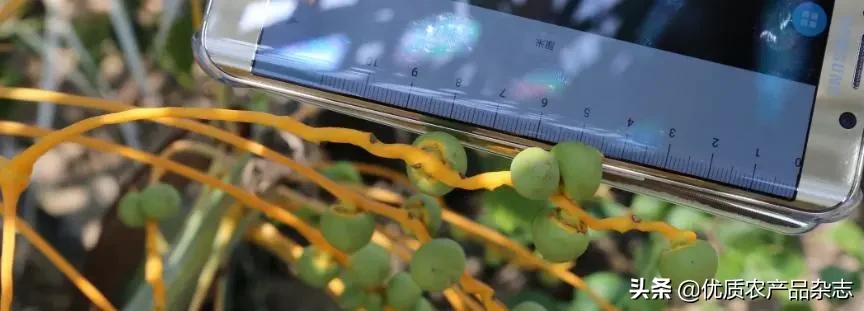 被称为绿色金子的特色蔬菜,被欧洲人称为绿色金子