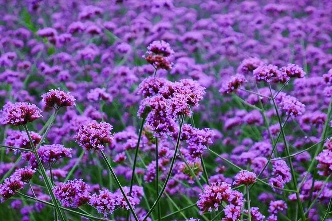 薰衣草，永不褪色的真爱，永不落幕的浪漫｜No.00162