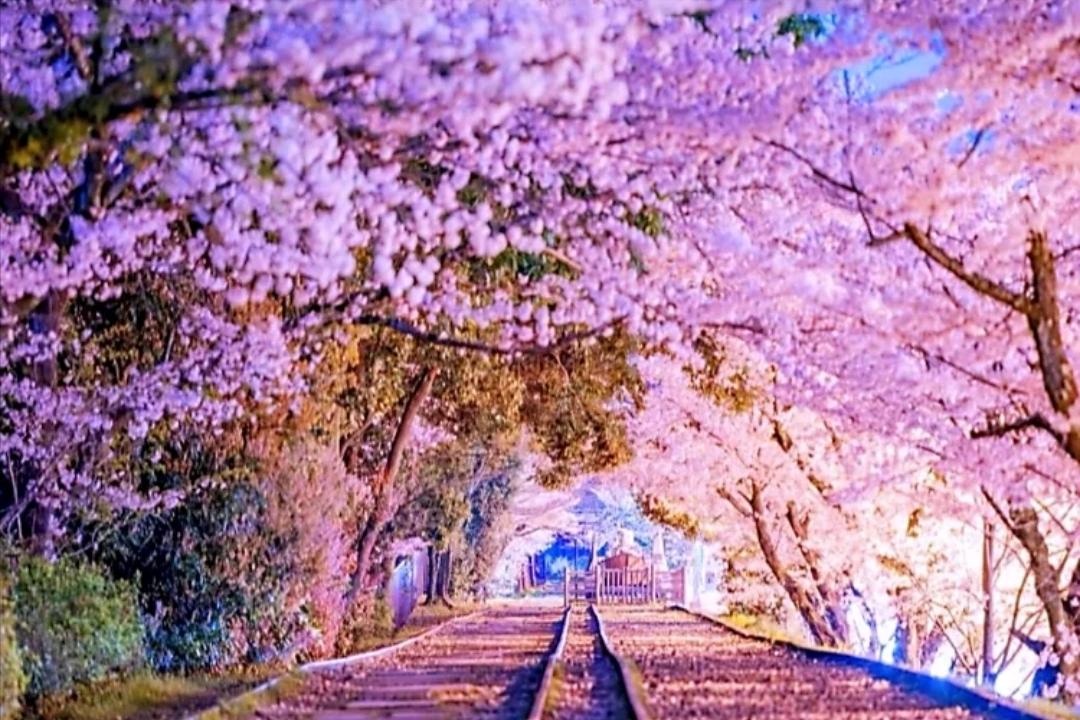 少数民族预科班通过的概率,高考少数民族预科班