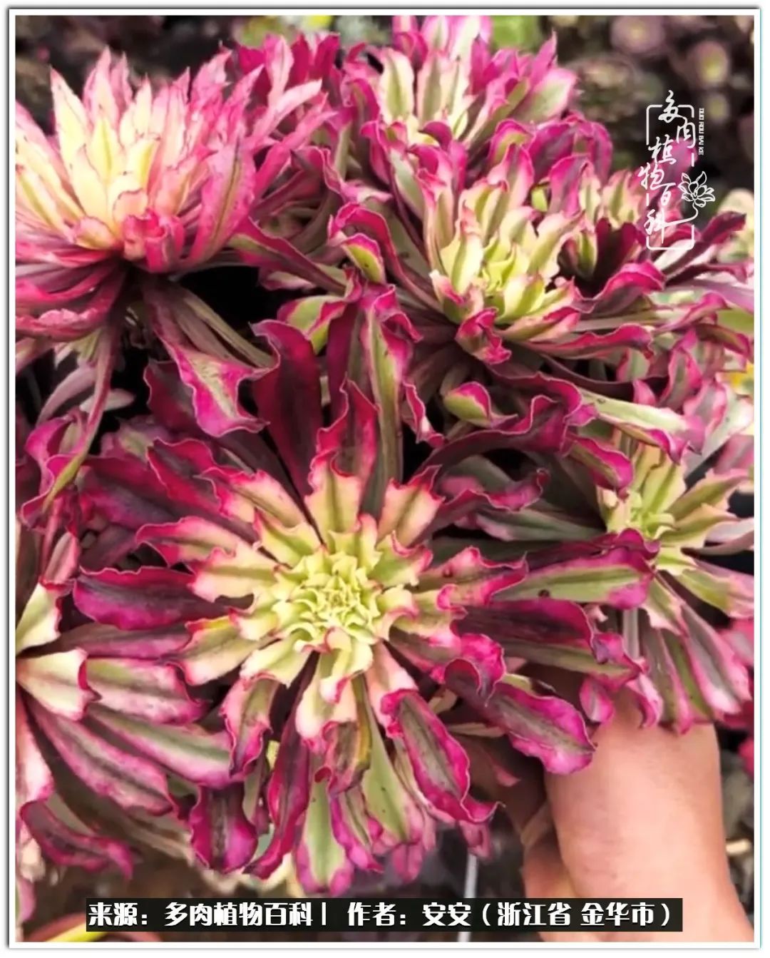 多肉法师花卉品种大全,多肉法师为什么叫法师