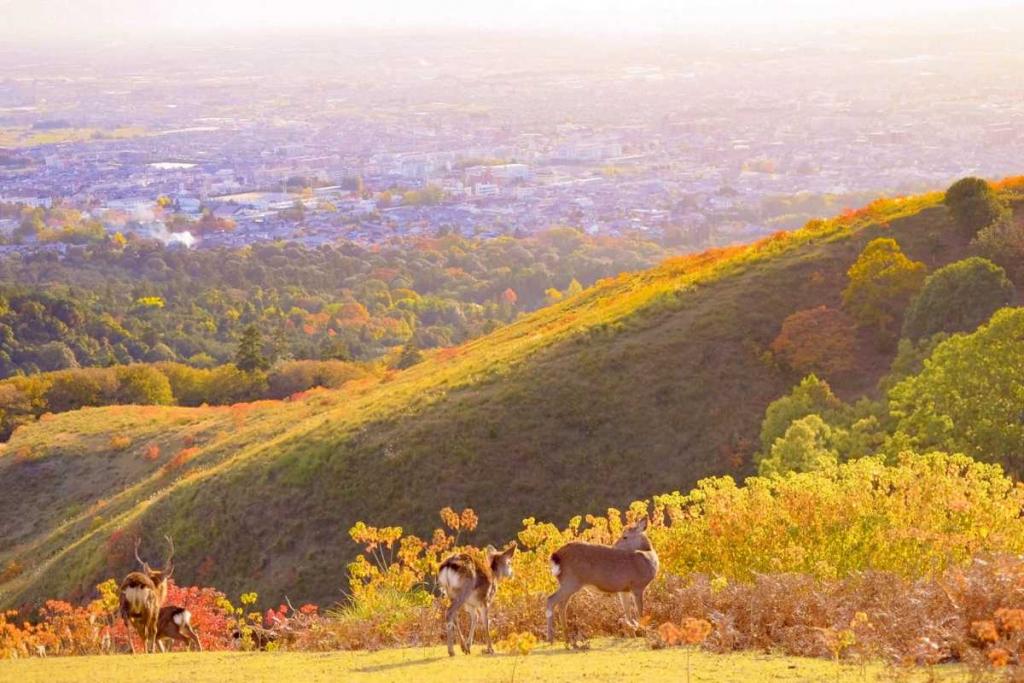 日本奈良法隆寺和东大寺,日本旅游东京奈良攻略视频