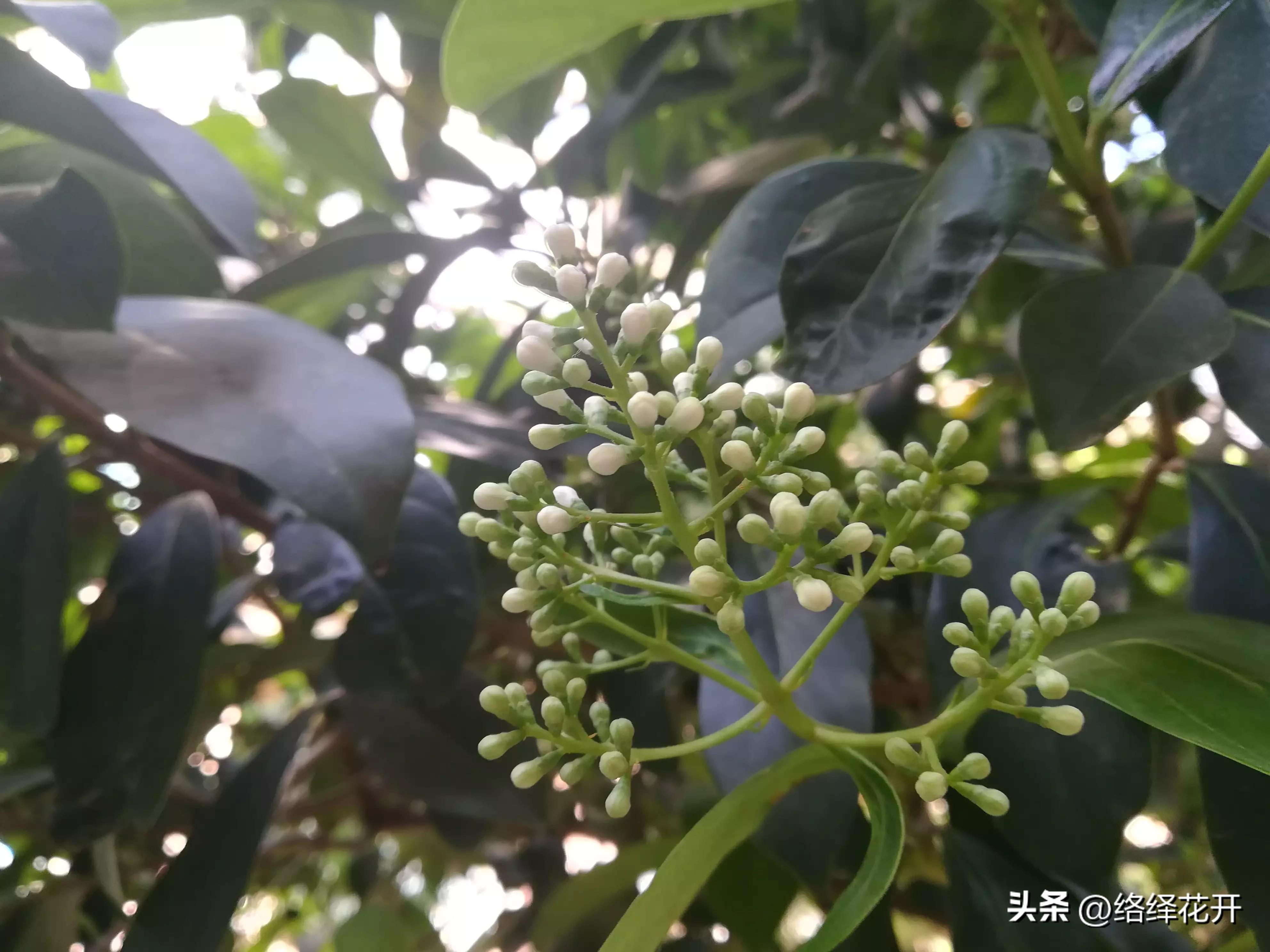 珊瑚树,珊瑚树图片