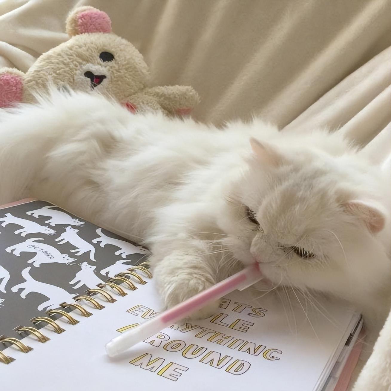 适合新手铲屎官养的6种猫咪,铲屎官需要知道的猫咪行为