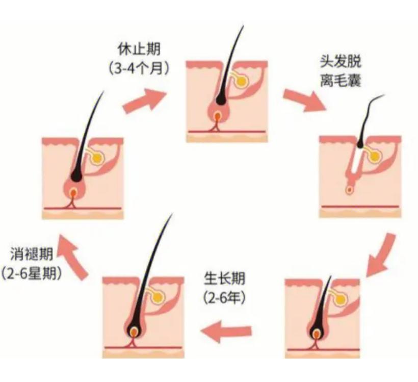 头发干枯与肺有联系吗,头发稀少和肺有关系吗