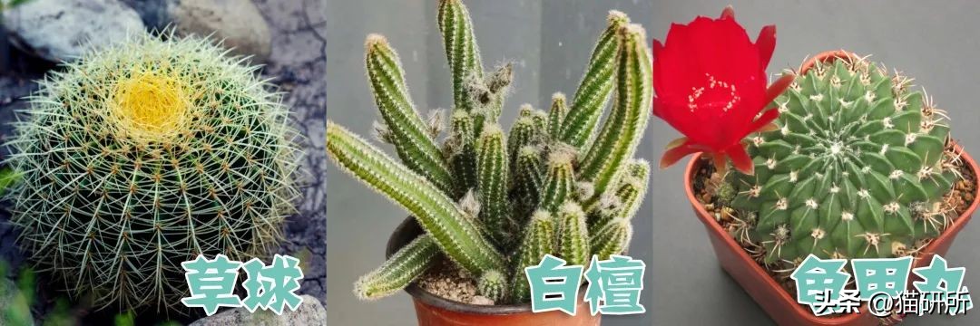 养猫可以养什么绿植,养猫不可以养的大型绿植