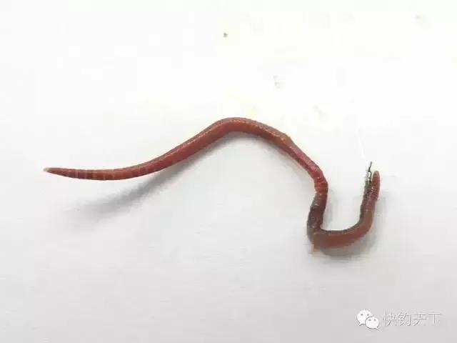 野钓挂蚯蚓的正确方法,金袖5号钩野钓挂蚯蚓可以吗