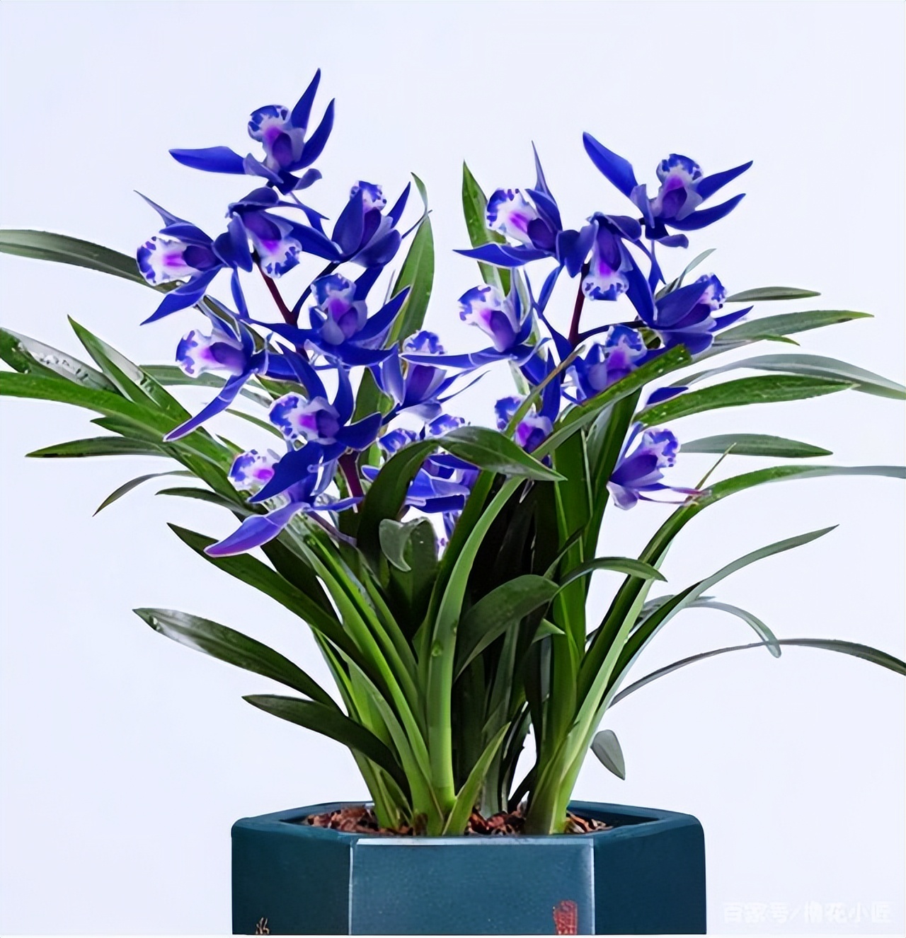 最美的四季兰,四方四季兰