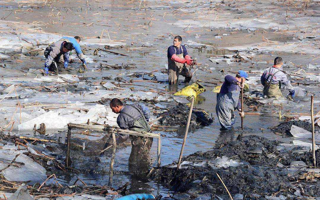 悬赏五百万抓鲤鱼,悬赏20万抓鱼